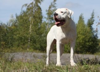 Dogo argentino 612 0 Dogo argentino